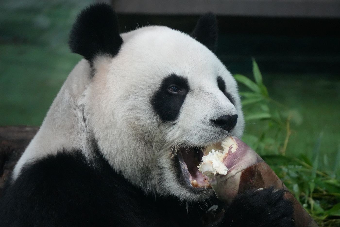 Giant panda eating bamboo in Chengdu